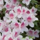 azalea-150x150