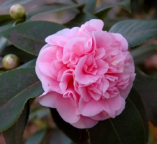 Virginia Camellia Society Show and Sale