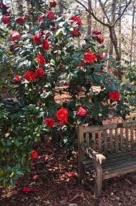 camellia-garden-les-parks