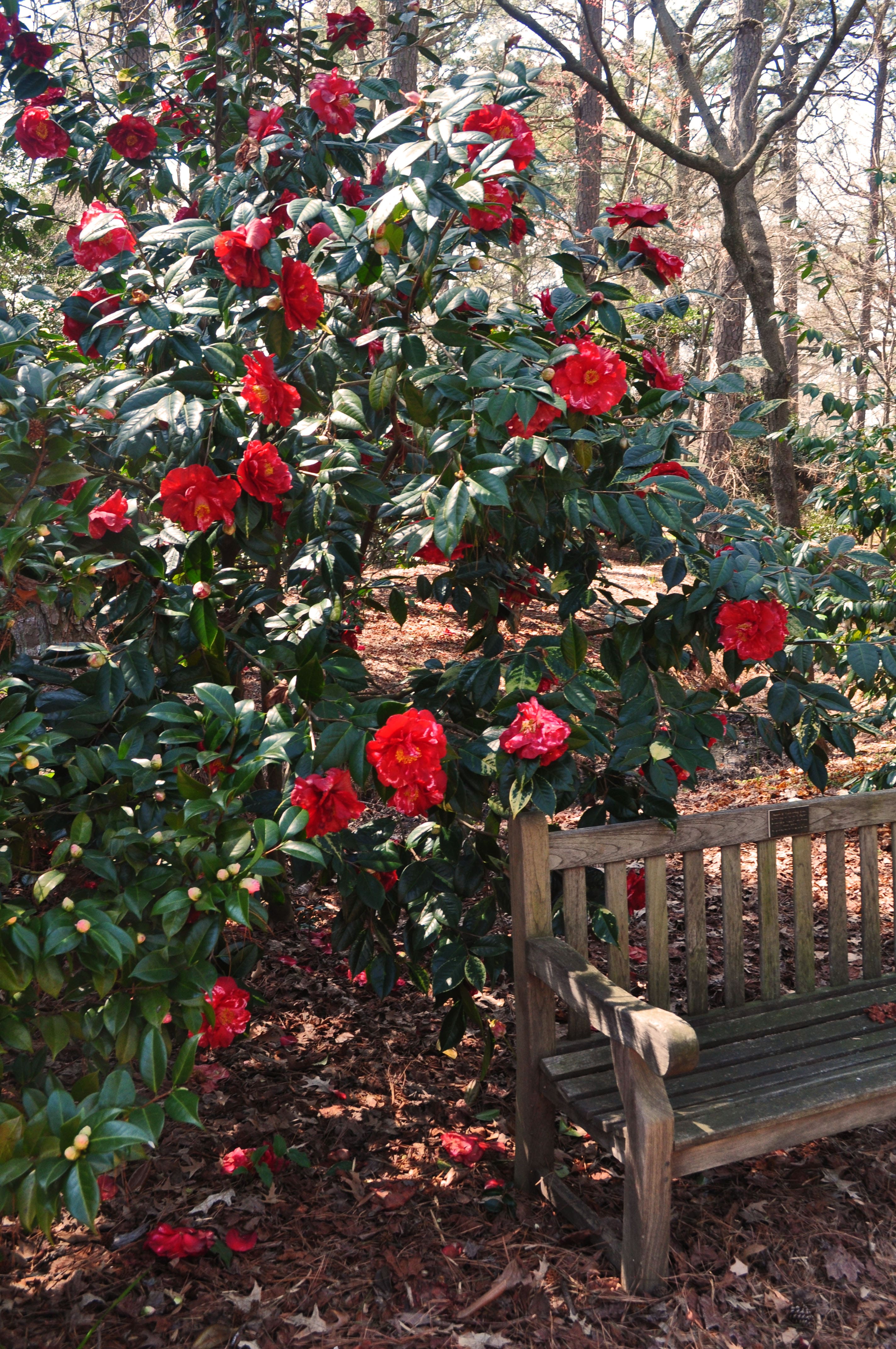 Camellias Walk & Talk