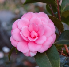 Camellia Pruning and Care