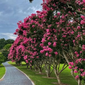 Crapemyrtle