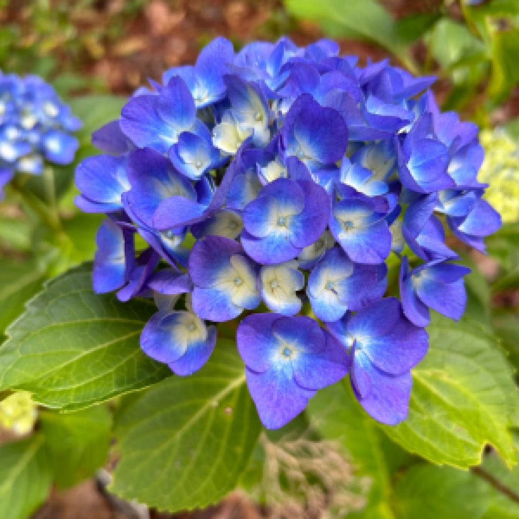 Hydrangea