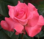 Picture of a Pink rose.