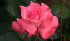 CANCELLED: Fragrant Roses