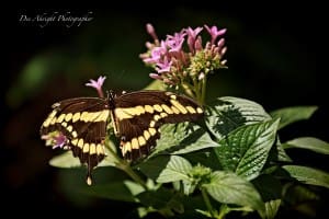 Digital Photography: Macro