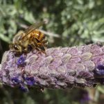 honeybee pollinating