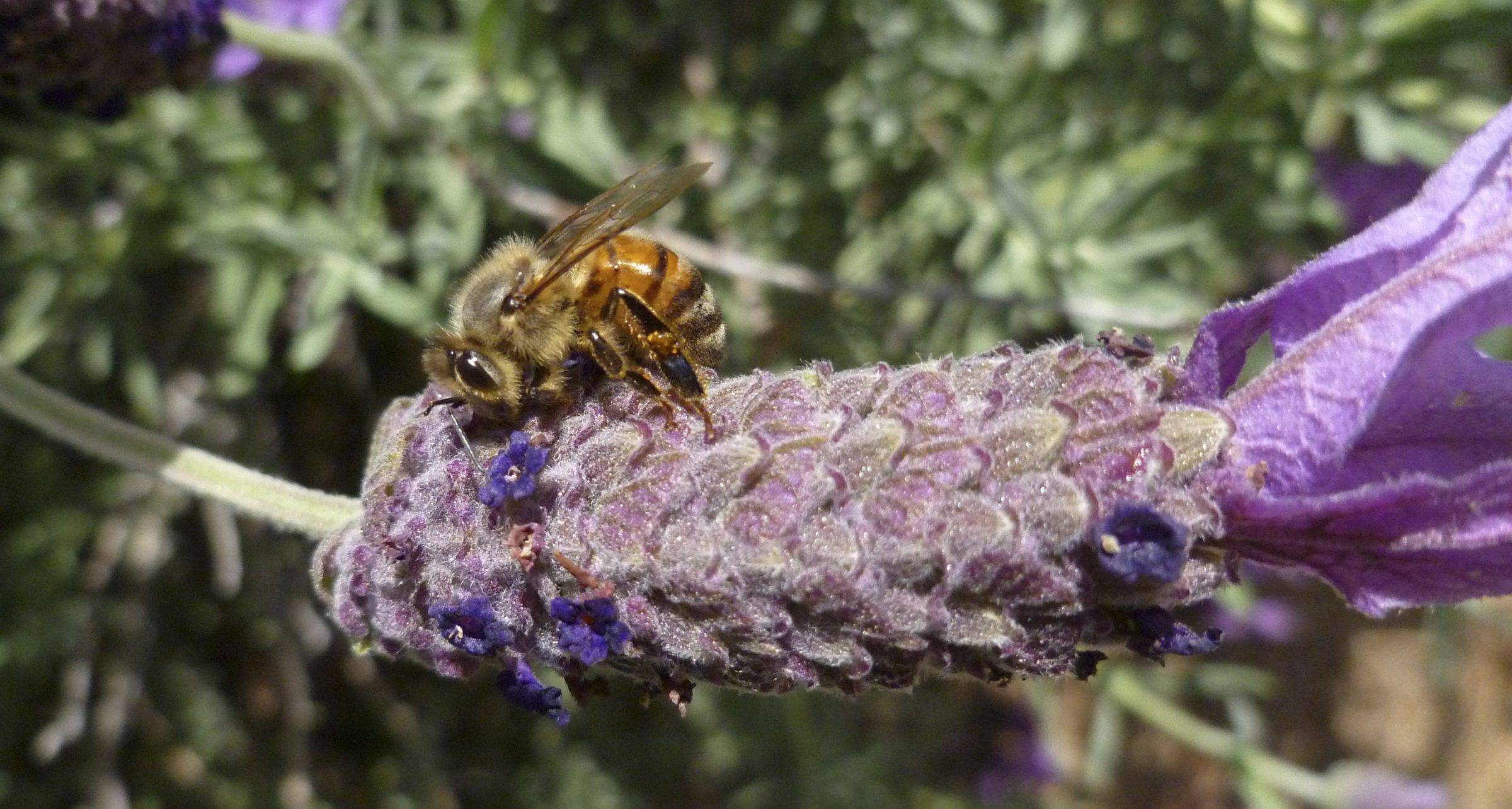 Honeybees, What Are They Good For?