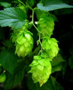 Gardening for the Home Brewer