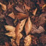 A photo of brown autumn leaves and dirt.