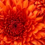 This is a photo of a chrysanthemum