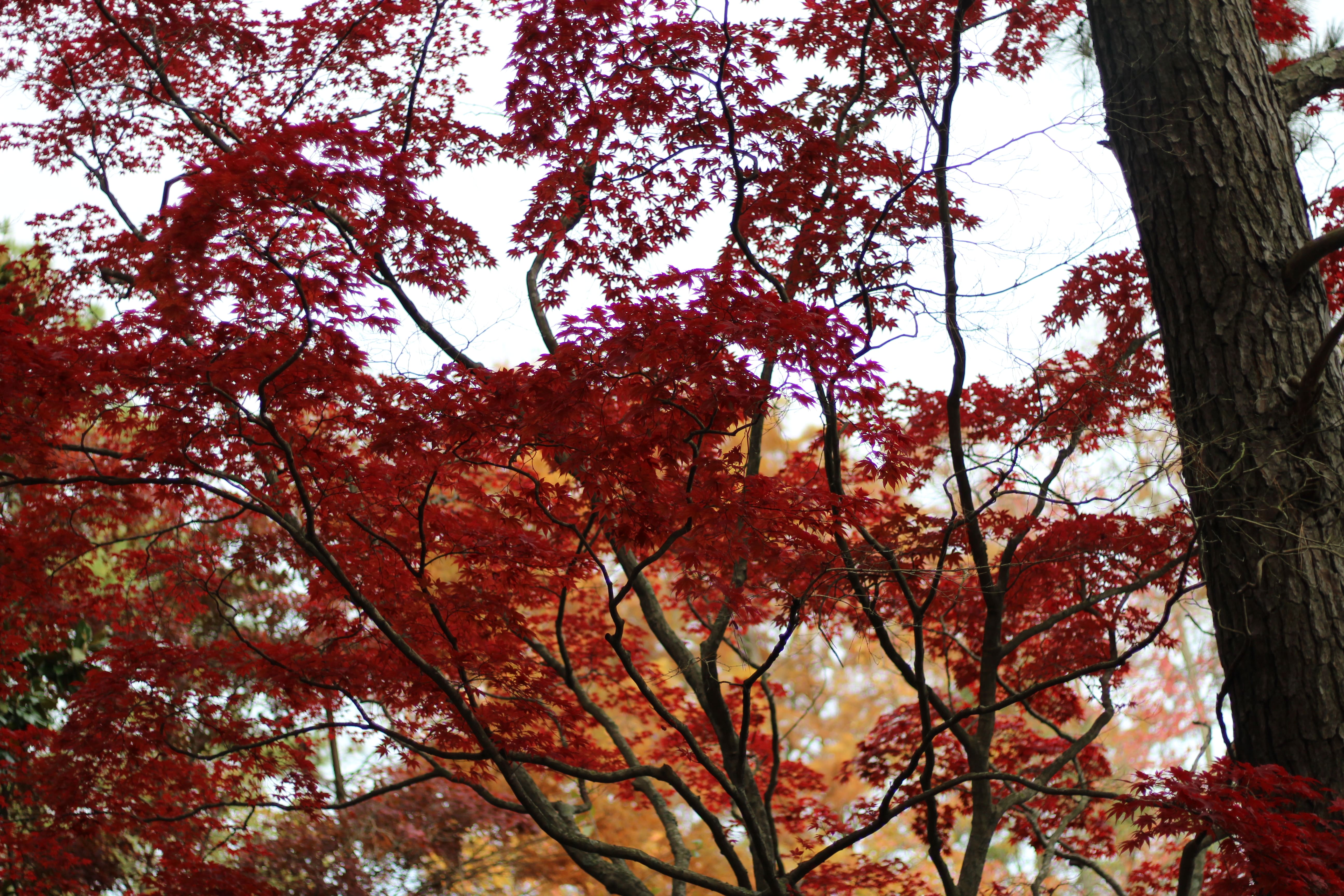 Japanese Maple Walk & Talk