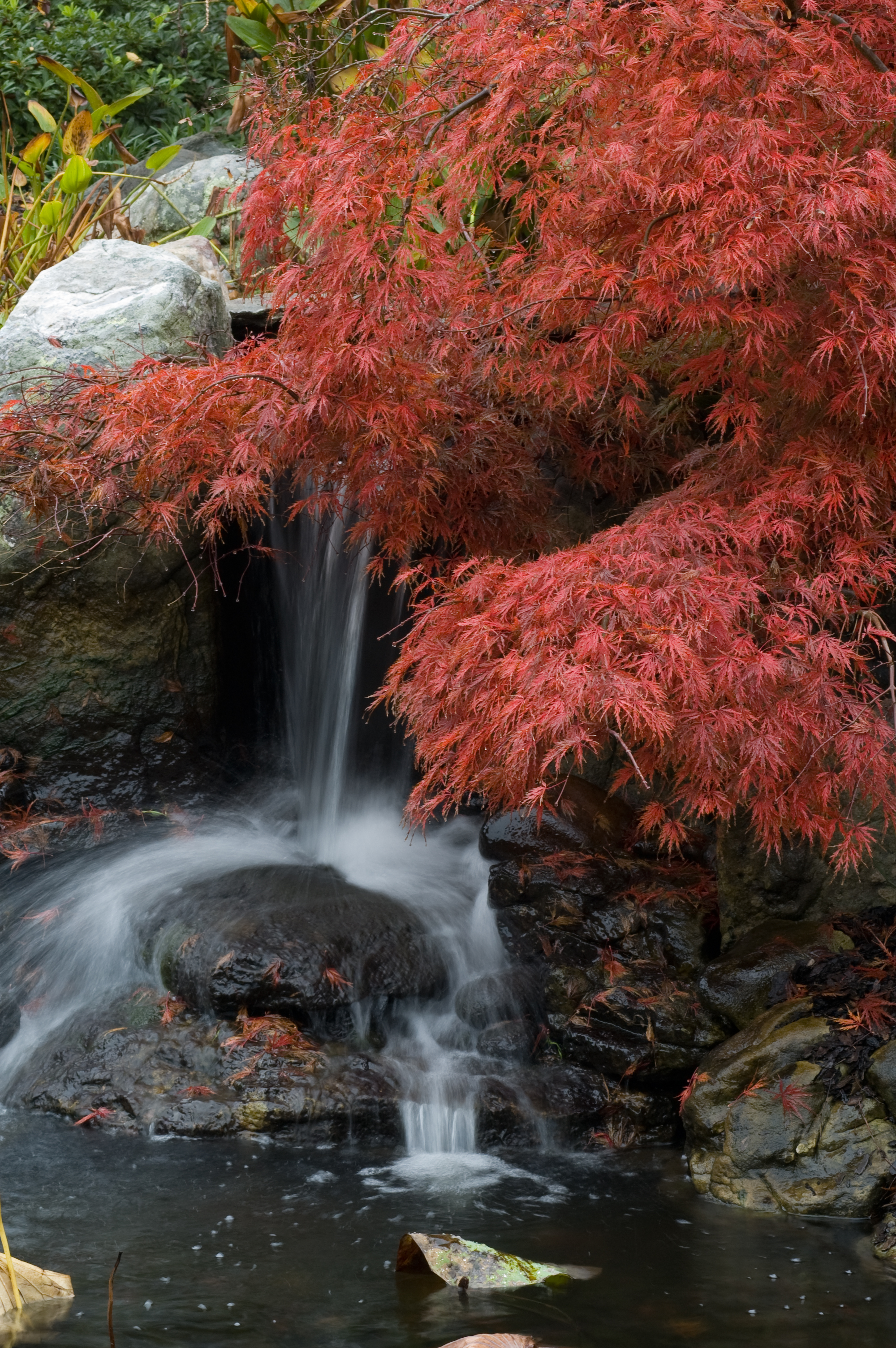 Selecting and Growing Japanese Maples