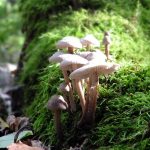 This is a photo of a few mushrooms growing on a mossy log.