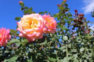 A photo of a pink and yellow rose in the Bicentennial Rose Garden.