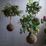 Various hanging modern bonsai.