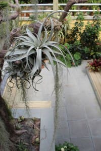 Air Plant Workshop
