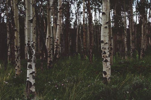 Homeschool Summer Science: Trees 101