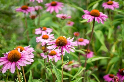 SOLD OUT Coffee & Conversation: Best Perennials and Annuals for Norfolk