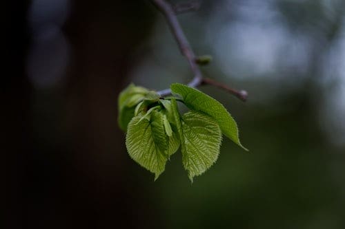 SOLD OUT Beginning Winter Botany: Getting Twiggy With It