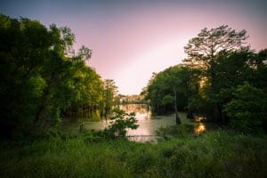 Swamp at sunset