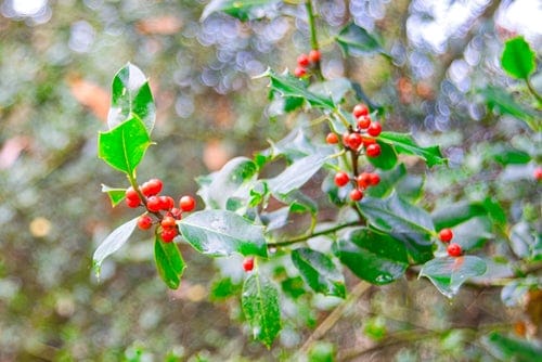12 Plants of Christmas