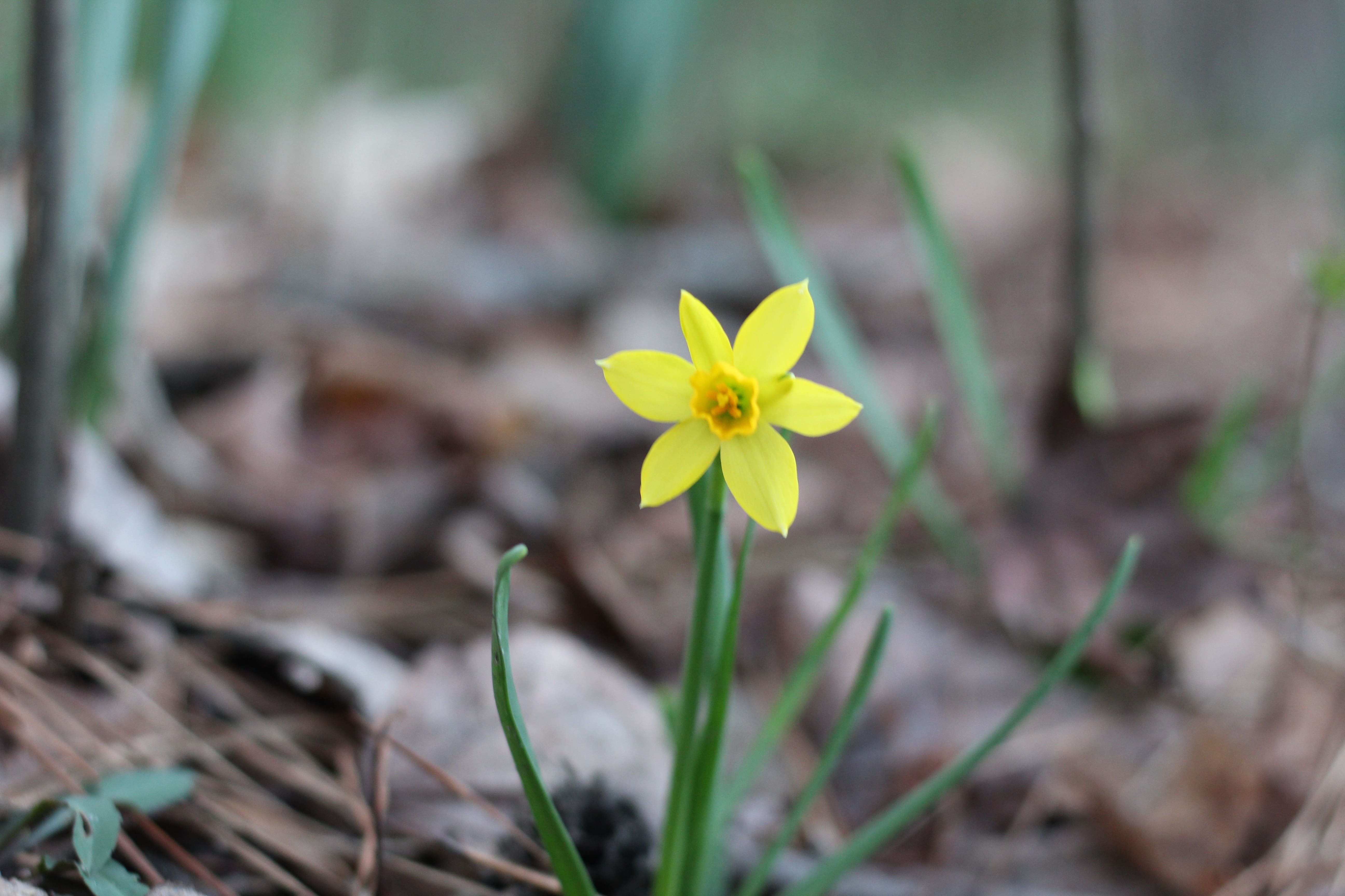 Bulbs and Blooms Walk & Talk