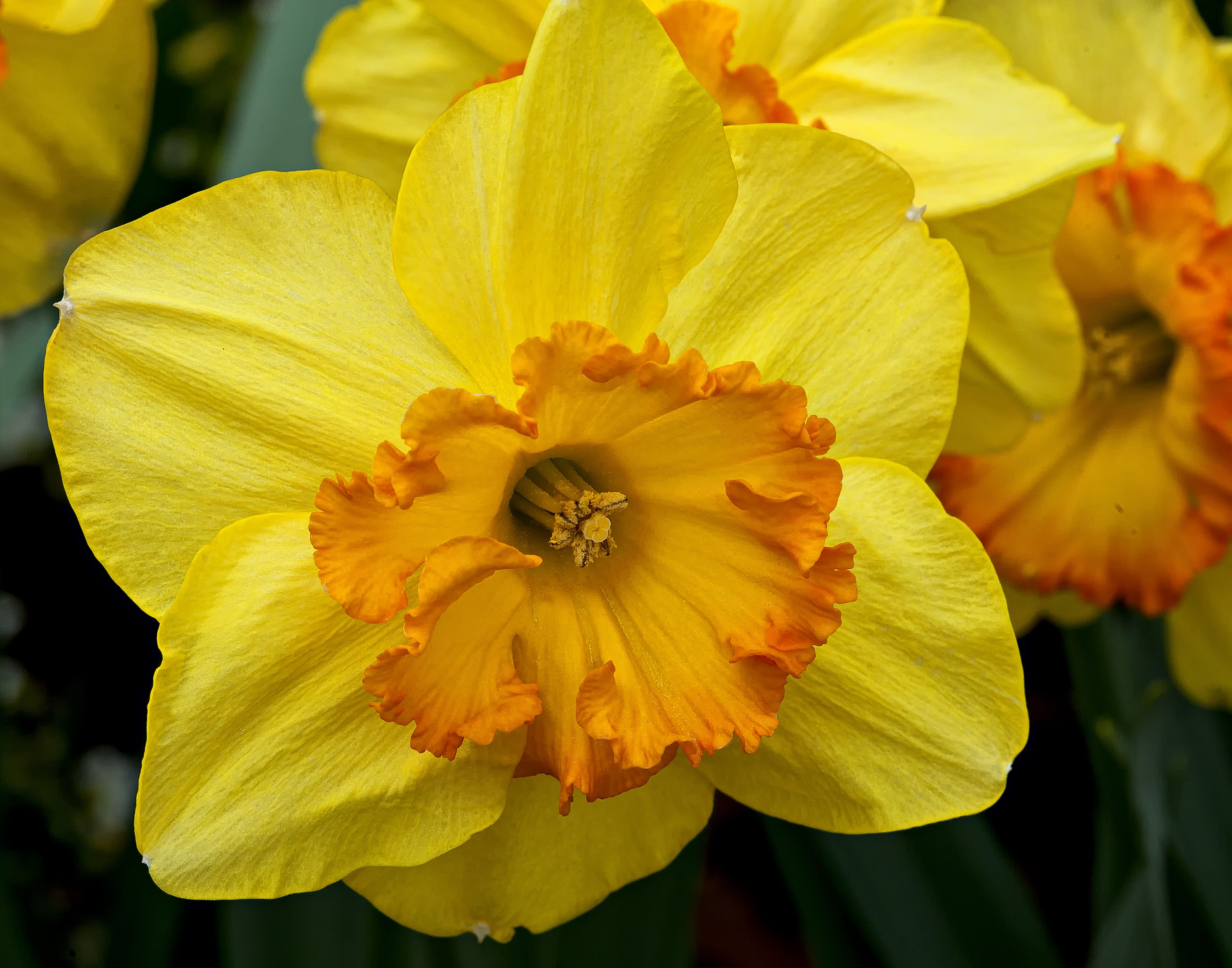 Floral Design Workshop: Designing with Daffodils