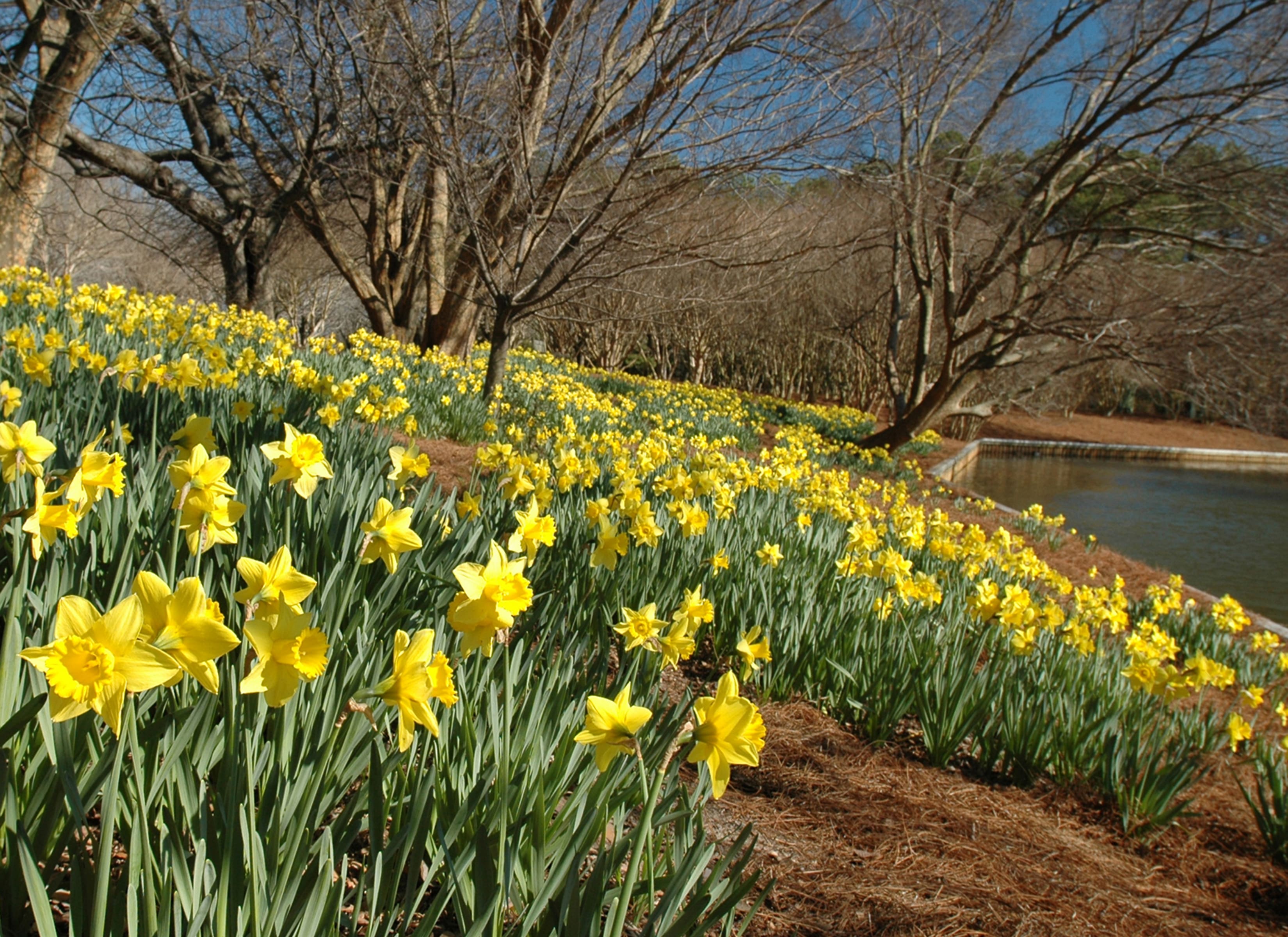 Bulbs of the Botanical Garden Walk & Talk