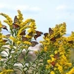 Beyond Pansies-Hardy Plants for the Fall Garden