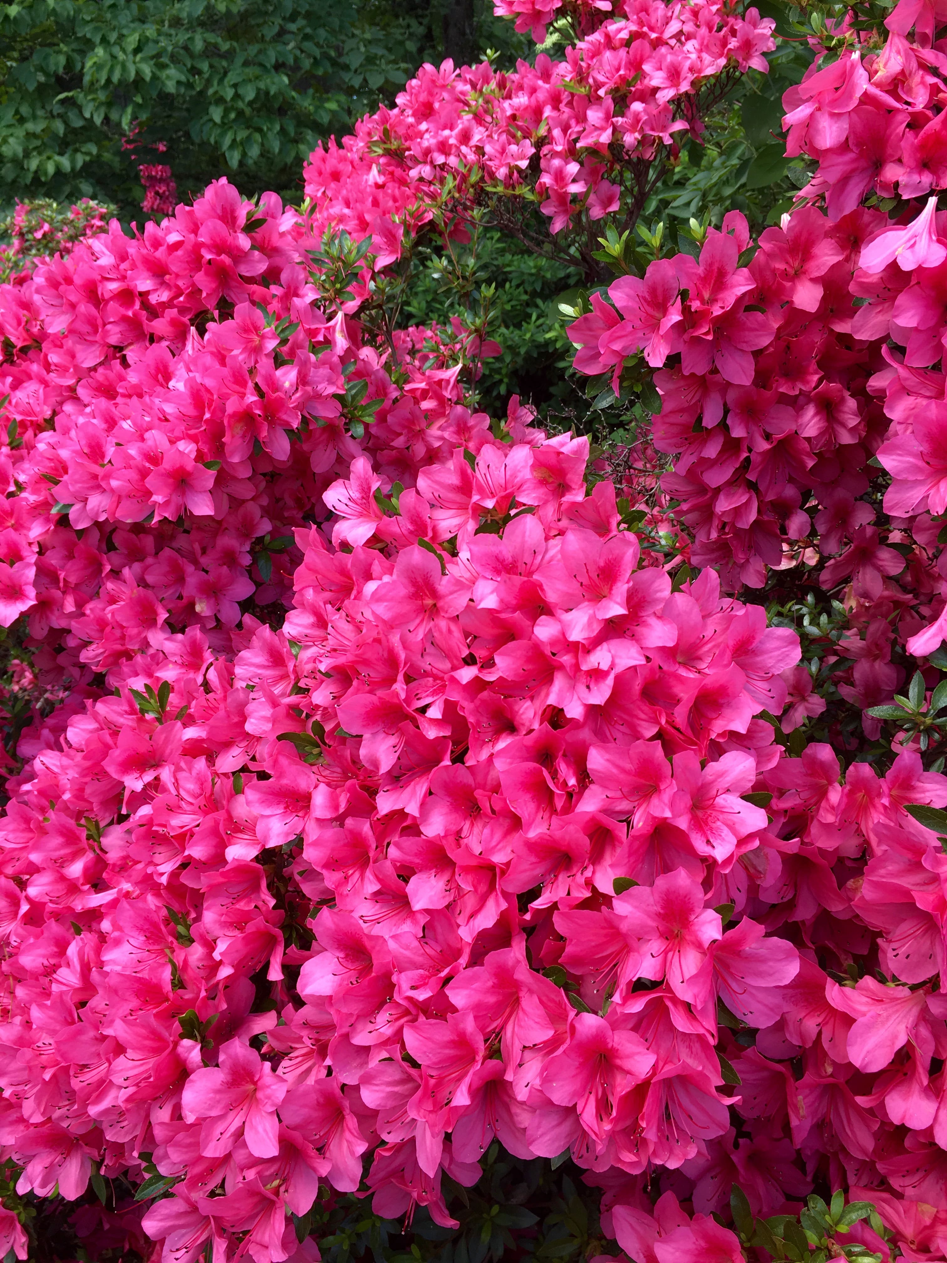 Enchanted Forest Azalea Walk & Talk