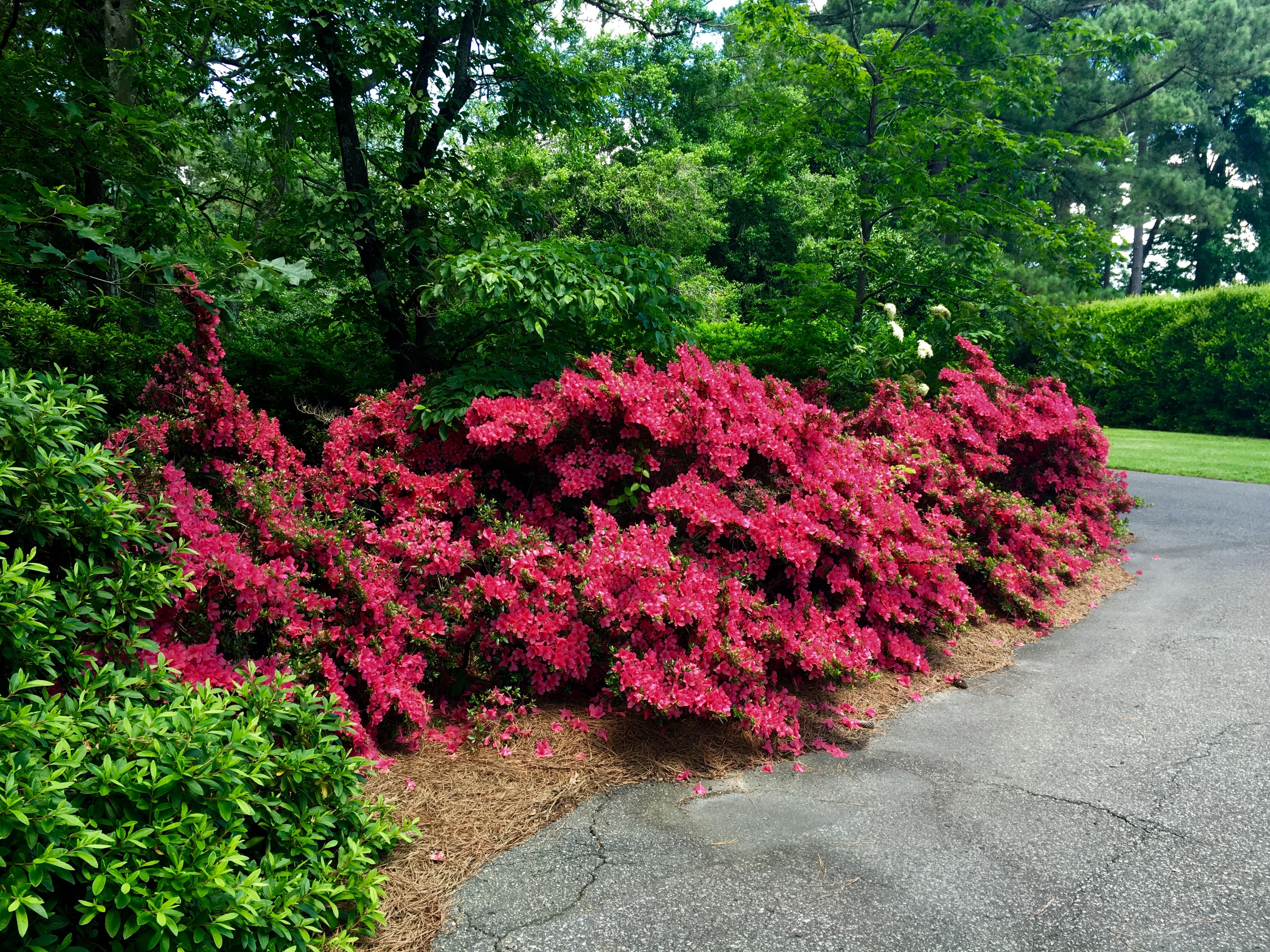 Azaleas of Enchanted Forest Walk & Talk