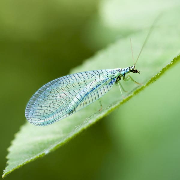 Coffee & Conversation: Biocontrol