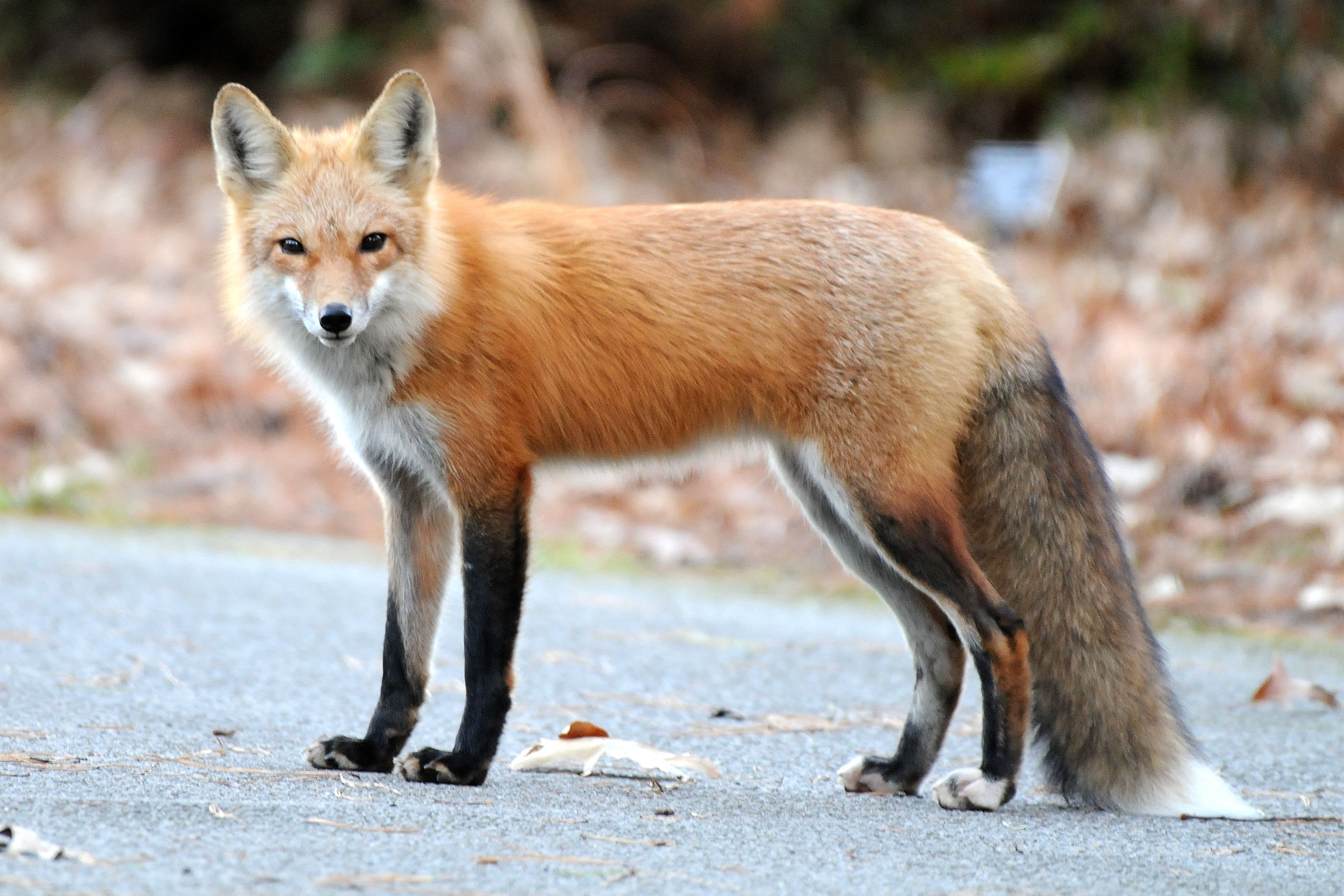 Homeschool in the Garden- Animal April Fools