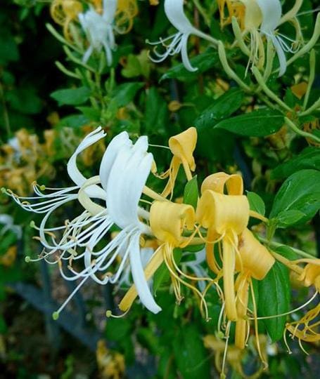 Invasive Plant ID