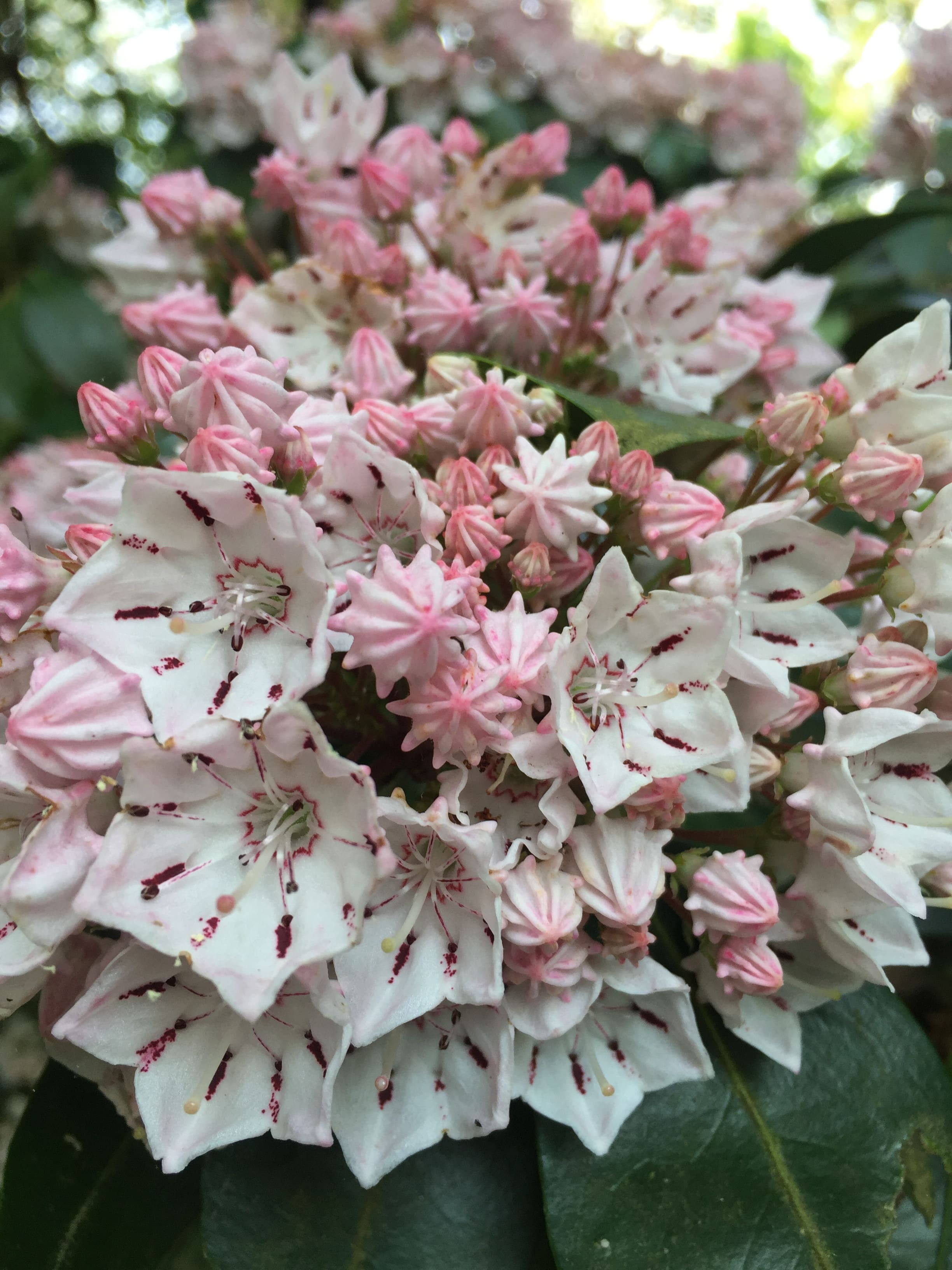 Mountain Laurels Walk & Talk