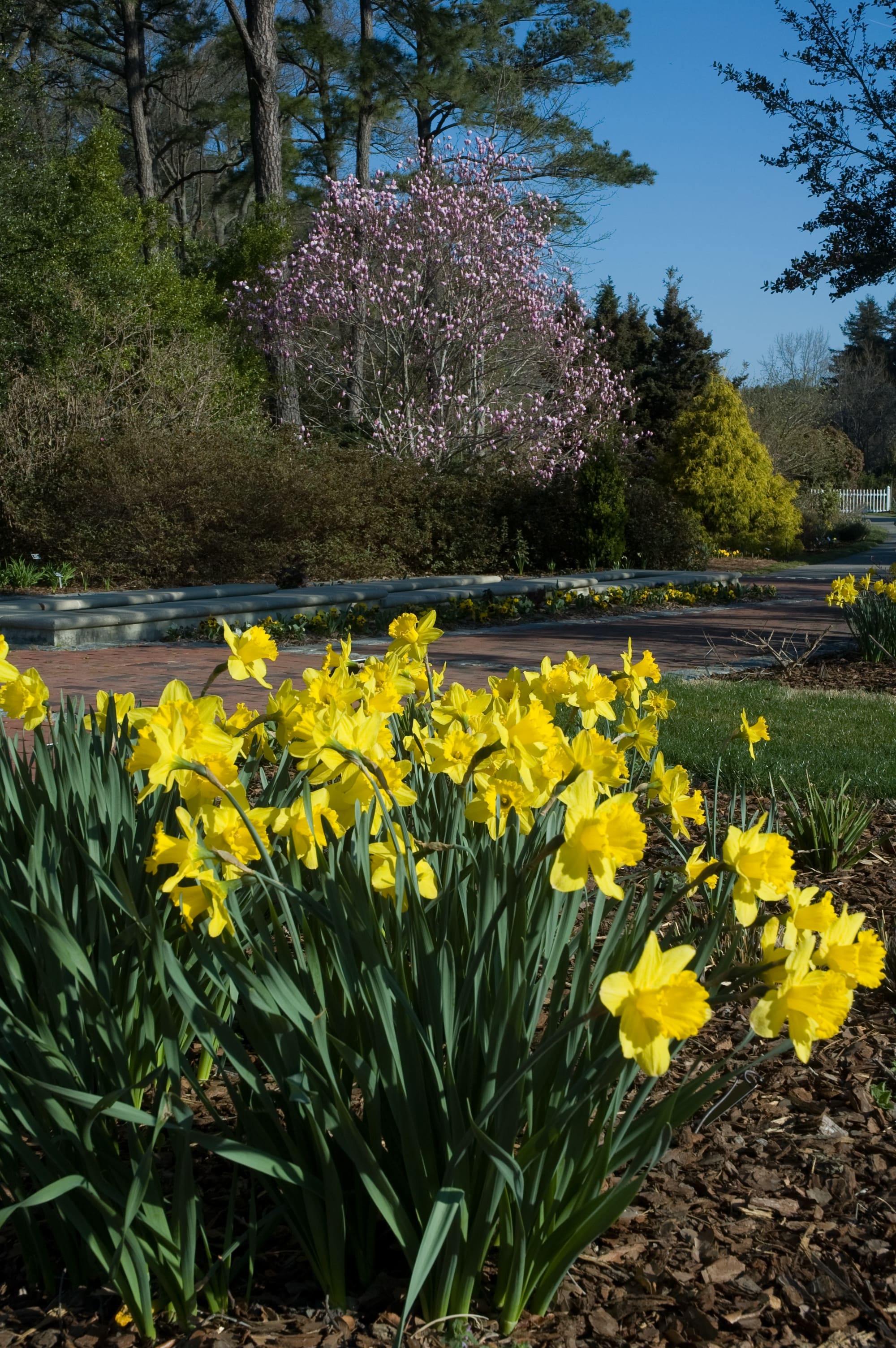 Spring Bulbs and Blooms Walk & Talk