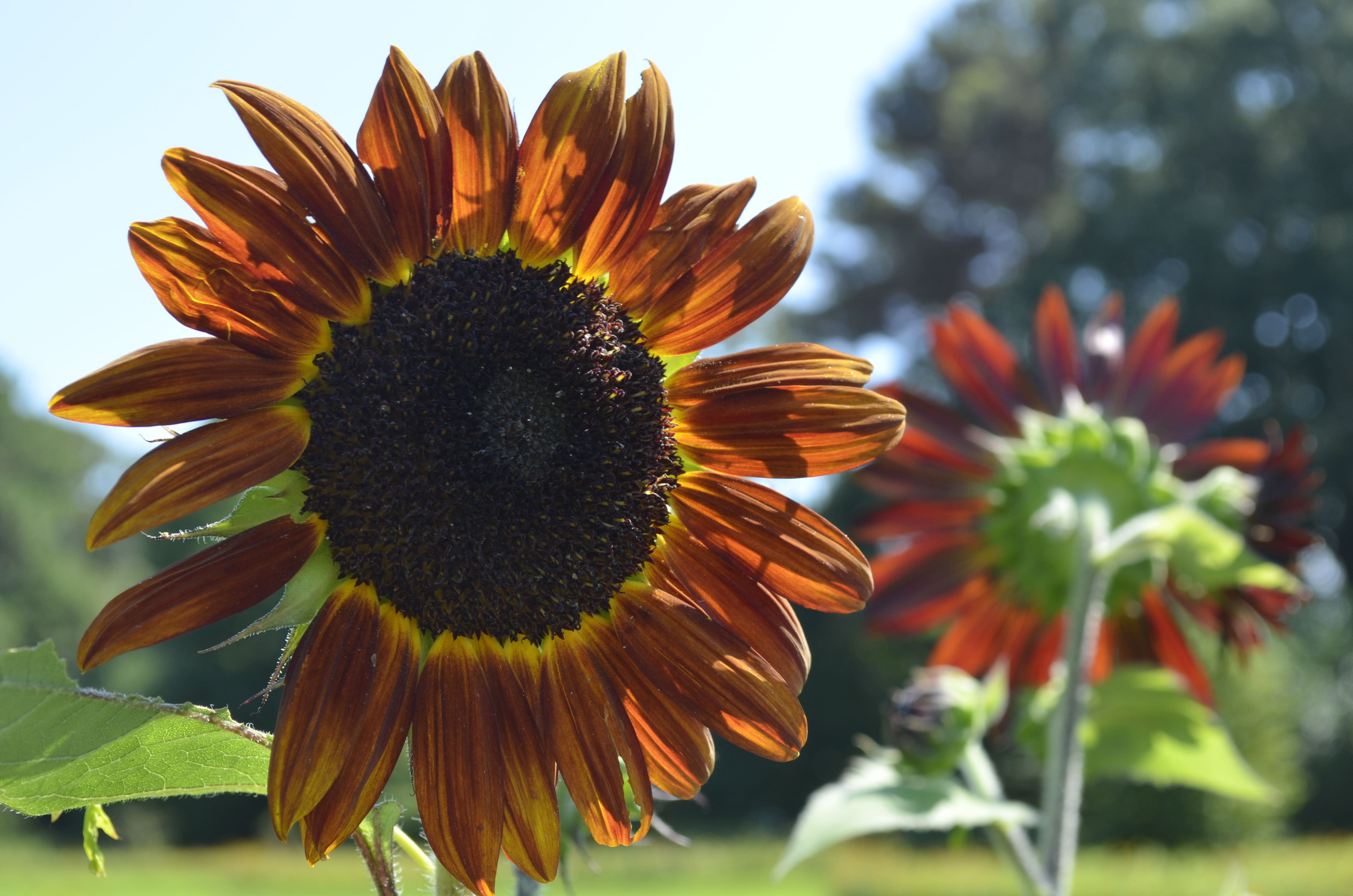 Homeschool Summer Science: Brilliant Botanicals