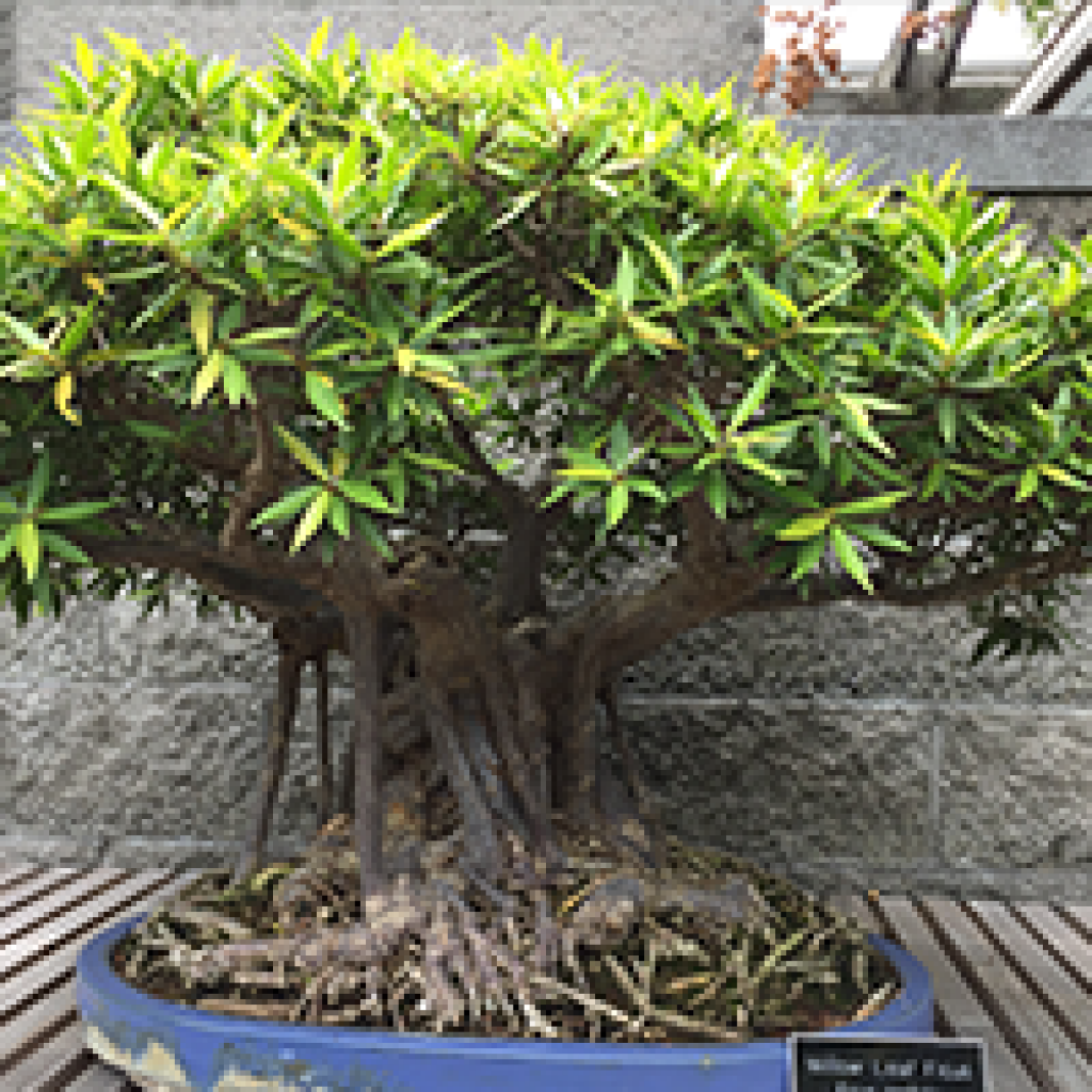 Virginia Bonsai Society Bonsai Show & Sale 2022 Norfolk Botanical Garden