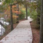 Native Tree Walk & Talk