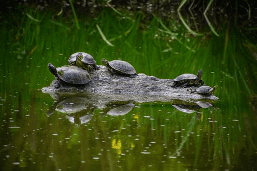 Mother Nature's Road Show-Amphibians and Reptiles