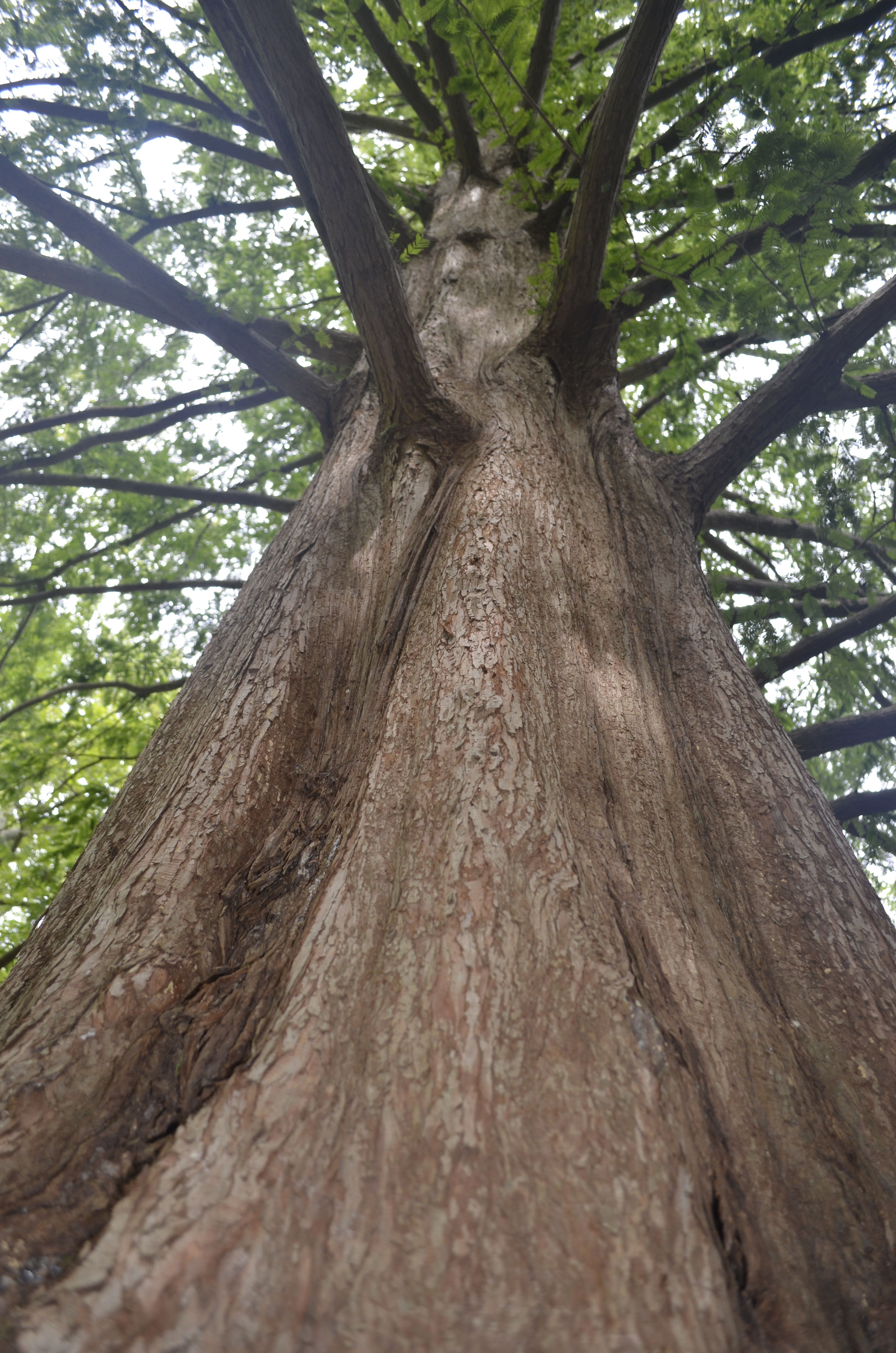 Tree Series: Tree Stress