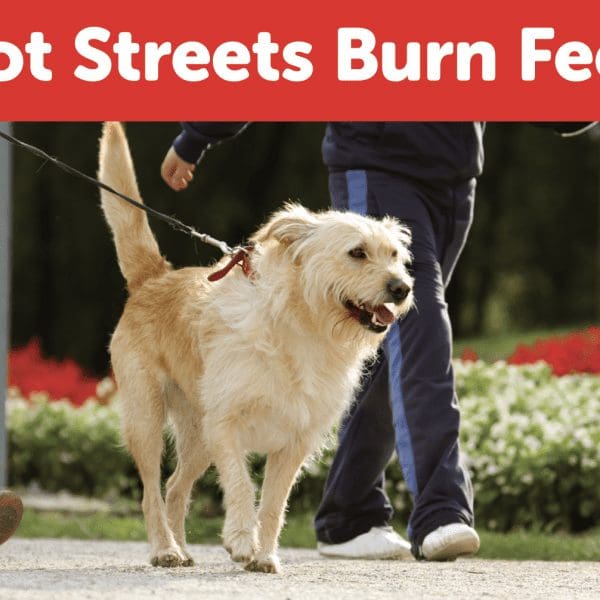 This is a warning to dog owners to check the temperature of pavement on hot days.