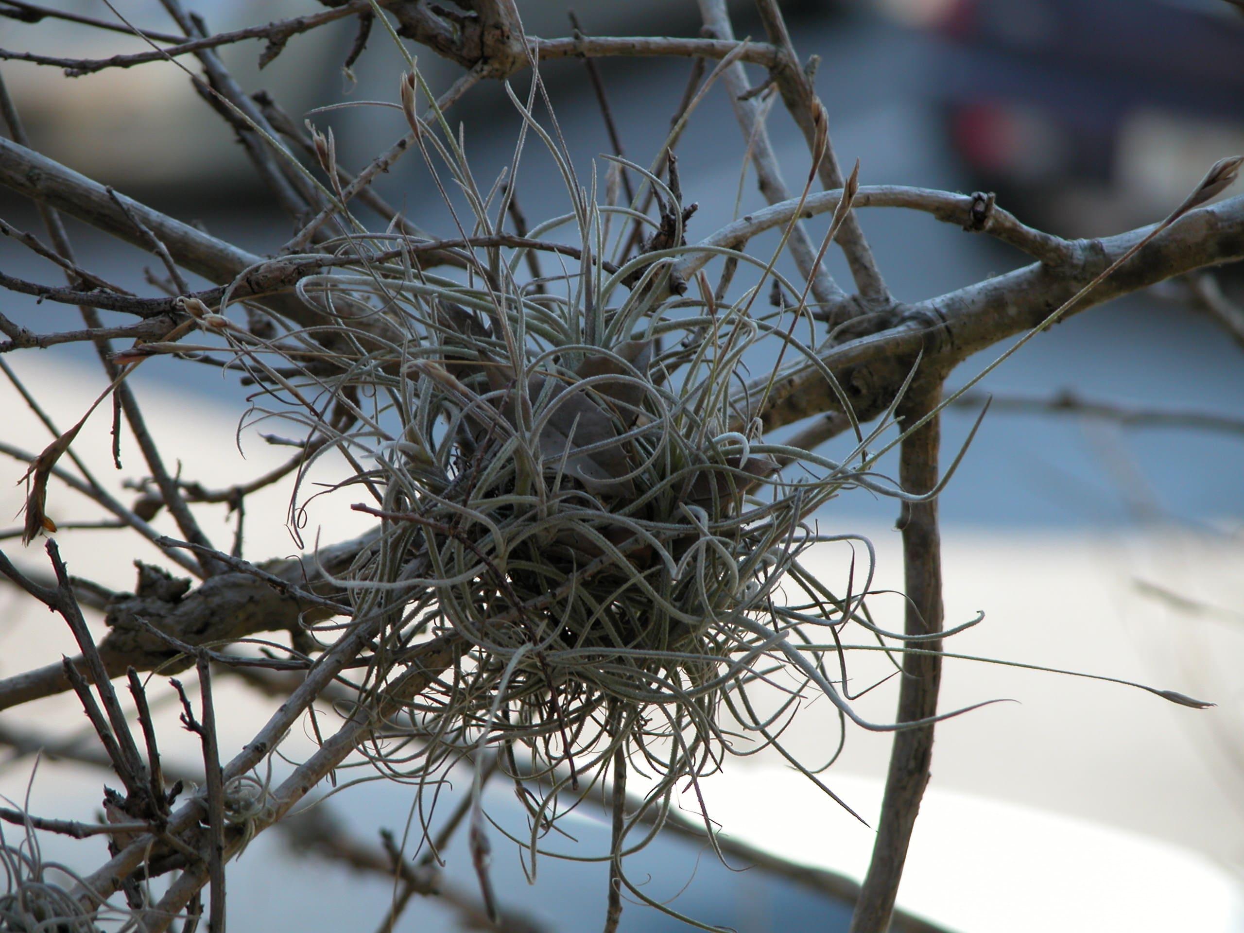 Tillandsia Wreath