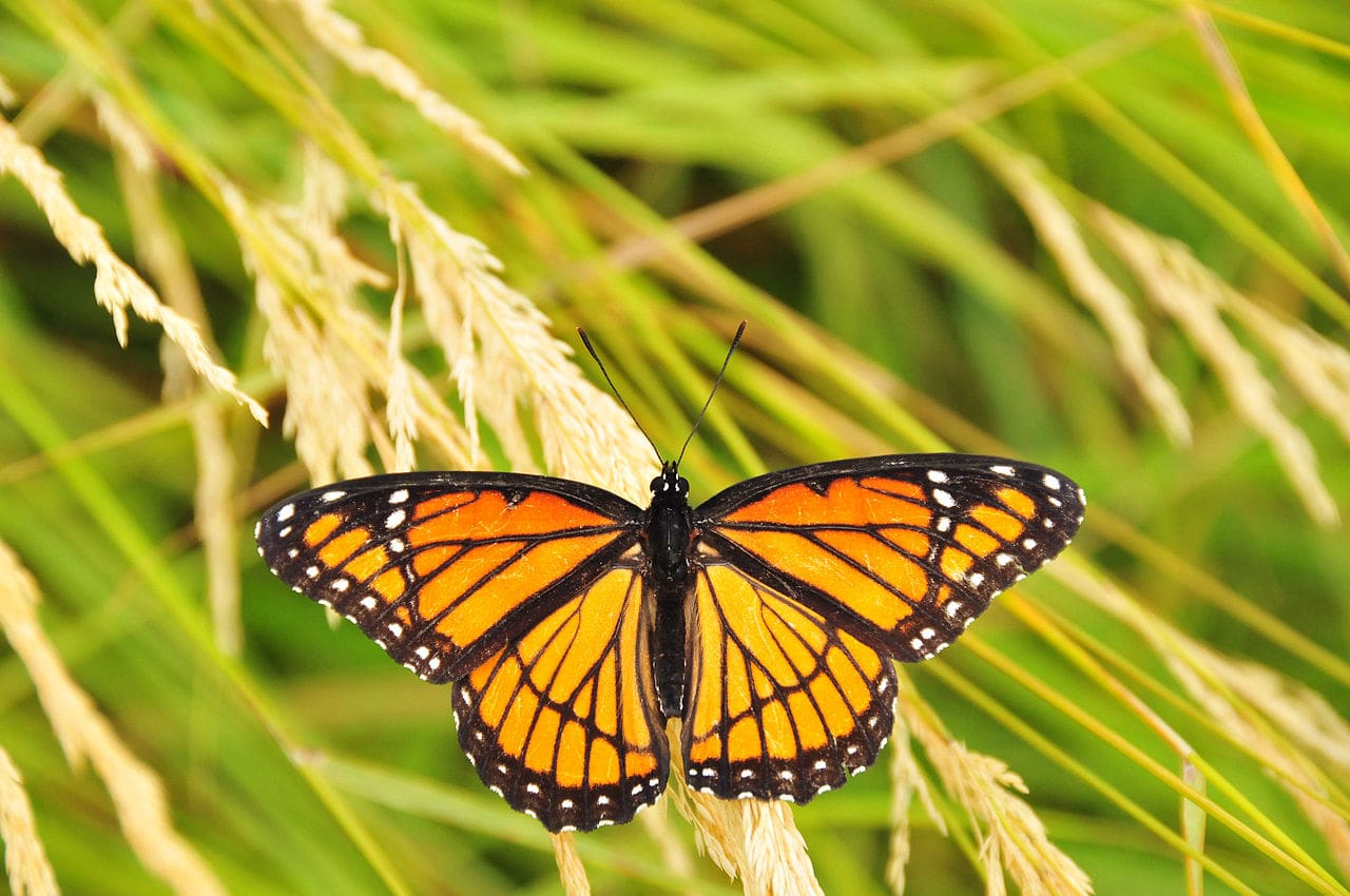 Homeschool in the Garden- Garden Lifecycles