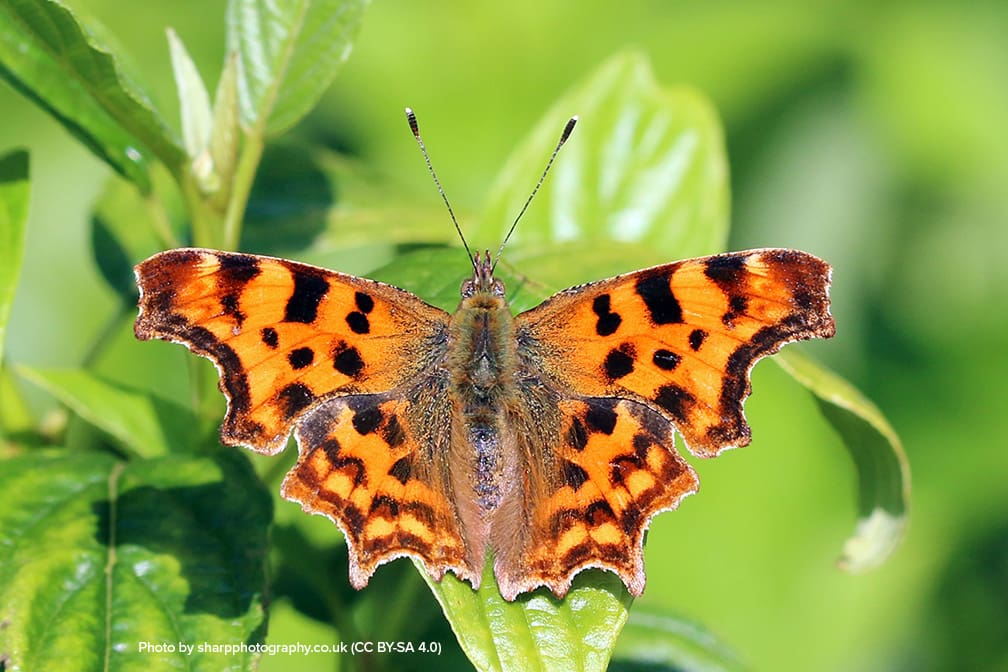 Attracting Butterflies to Your Backyard and the Host Plants for Their Caterpillars-Zoom Class