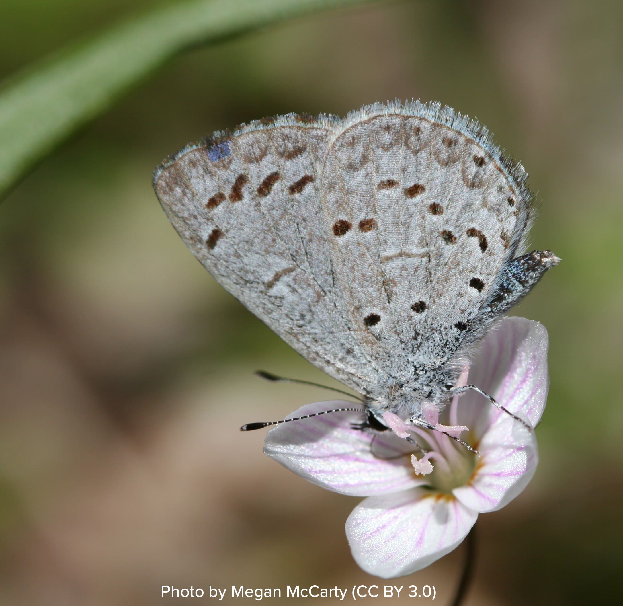 Spring Azure Butterfly Spring Azure Butterfly