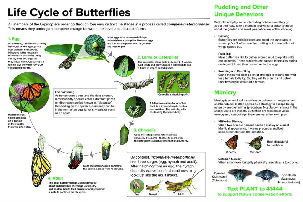 Butterflies in the Garden – Norfolk Botanical Garden