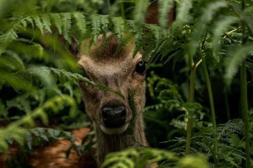 Not Tonight Deer: Deer Proof Gardening