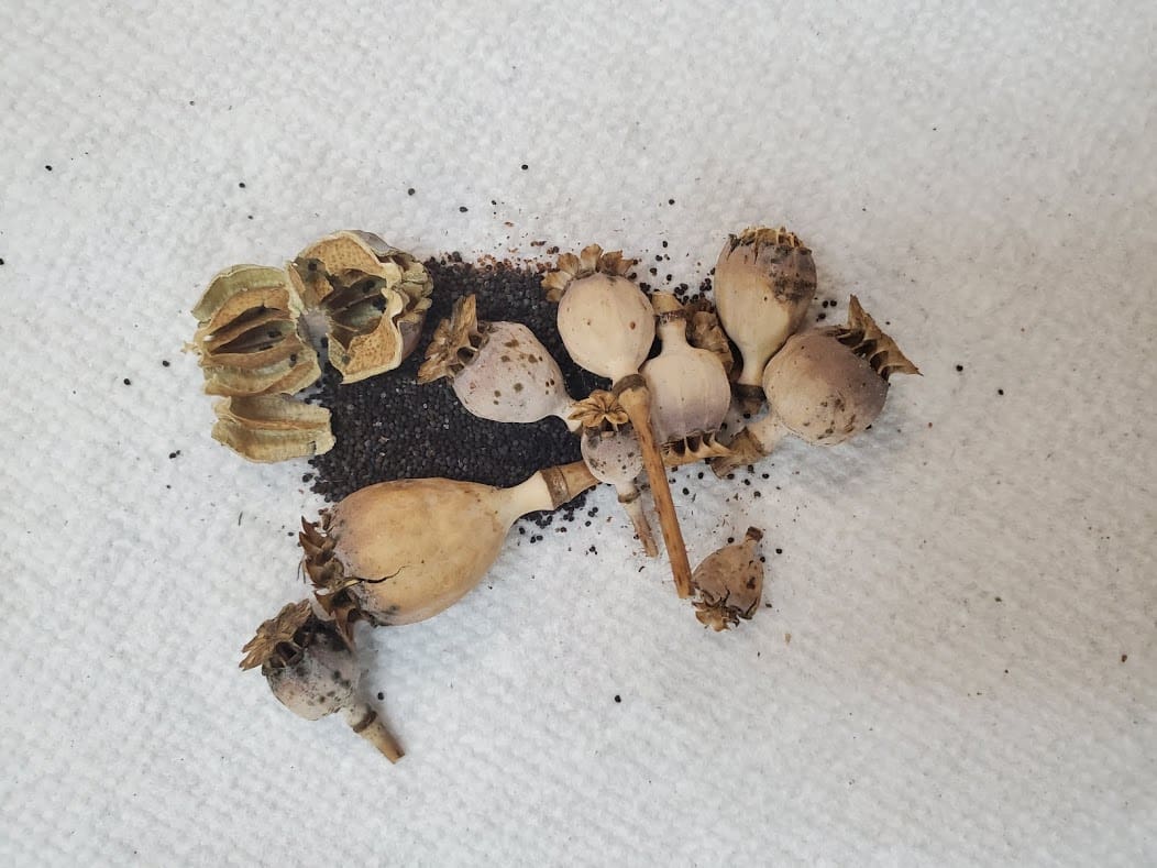 Winter Sowing for Pollinators